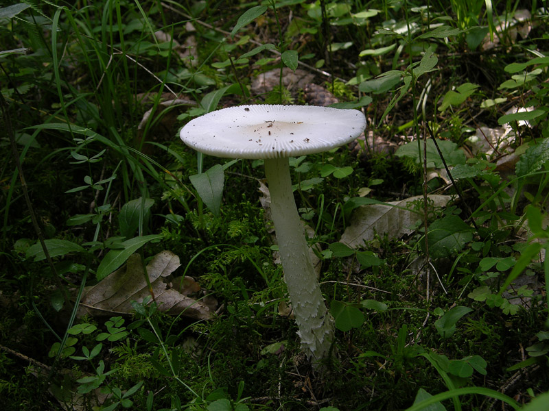 Amanita vaginata.